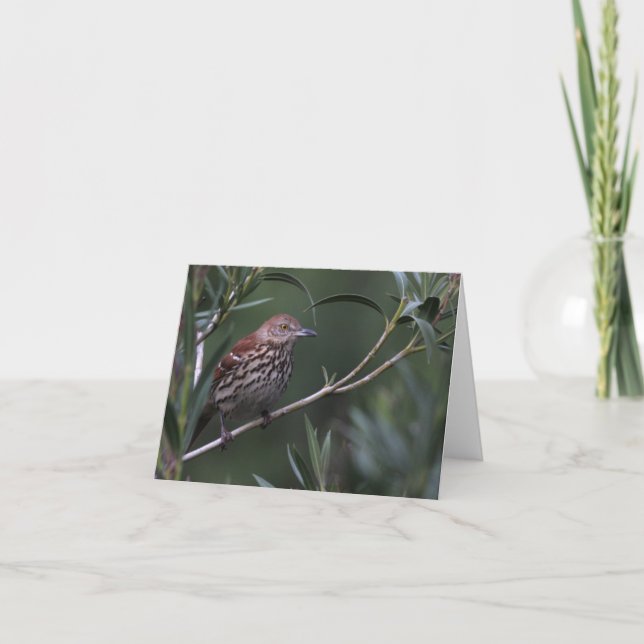 Thrasher Brown - Joe Sweeney - carte (Devant)