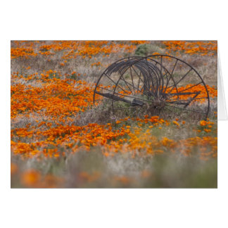 Thrasher dans le domaine des pavots