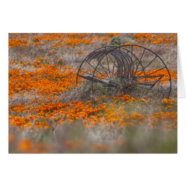 Thrasher dans le domaine des pavots (Devant Horizontal)