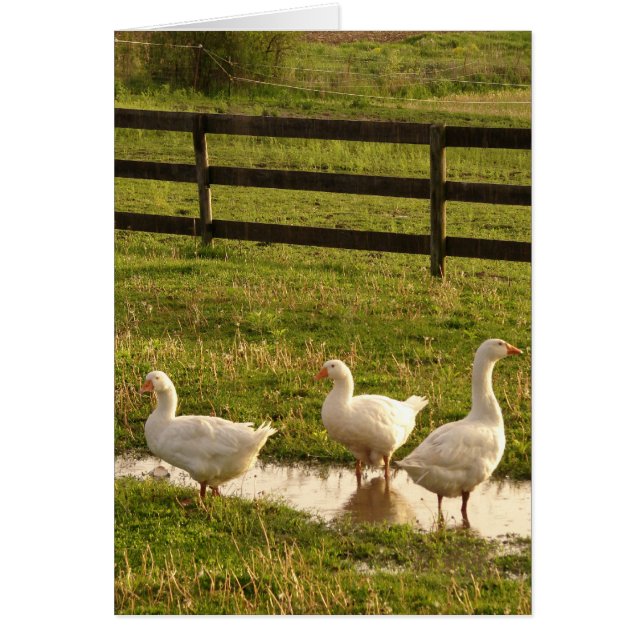Three Geese in a Puddle in the Rain (Devant)