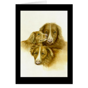 Three Nova Scotia Duck Tolle Retrievers card