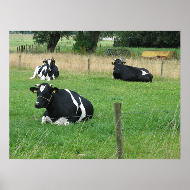Three Sitting Cows Photo Poster (Devant)