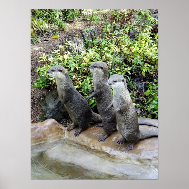 Three Standing Otters, Poster (Devant)