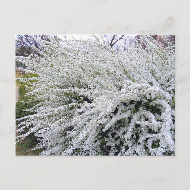 Thunberg's meadowsweet : Carte postale (Devant)