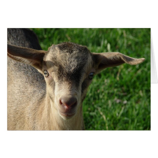 Thunder (Devant horizontal)