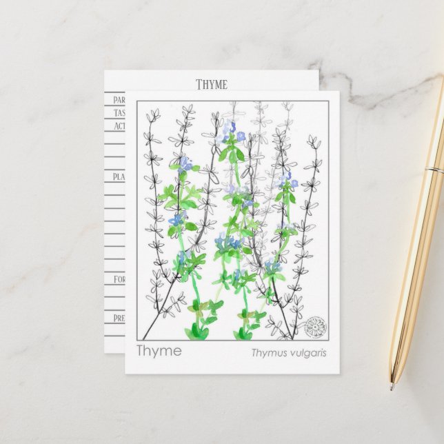 Thyme Herb Materia Medica Cartes Étude des plantes (Devant/Arrière en situation)