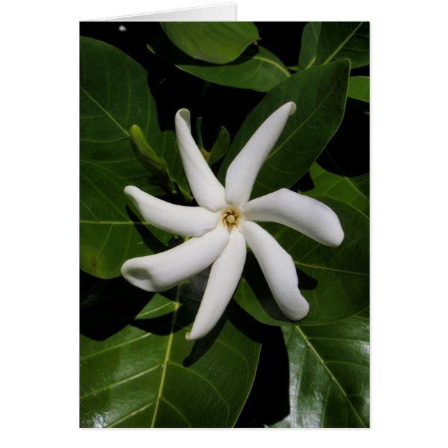 Tiare Tahiti (Devant)