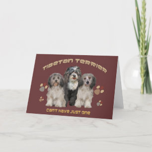 Tibétain Terrier Toutes les occasions Carte de voe