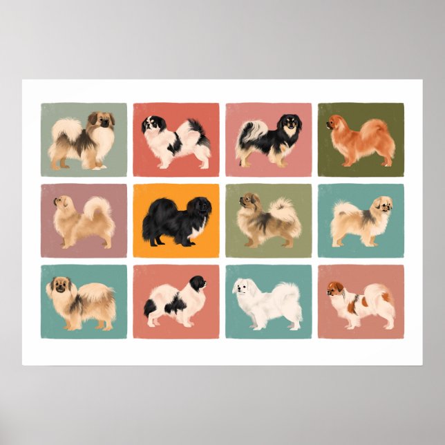 Tibetan Spaniel Poster (12 Different Tibbies!) (Devant)