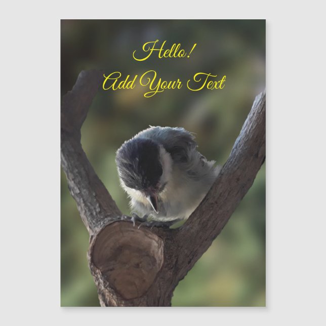Tidi mon oiseau le Parus carte magnétique majeure (Devant)