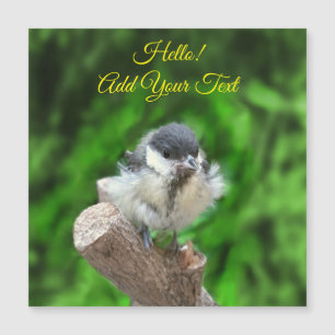 Tidi my Bird le Parus Major