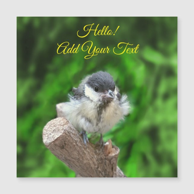 Tidi my Bird le Parus Major (Devant)