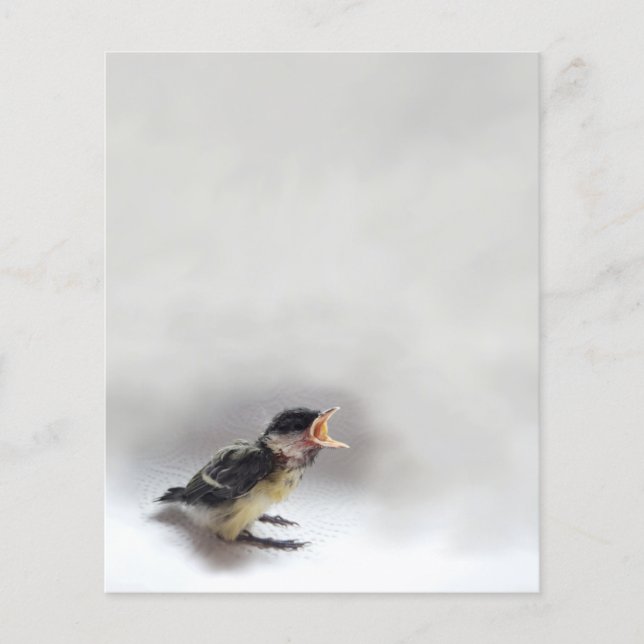 Tidi my Bird le Parus Major (Devant)