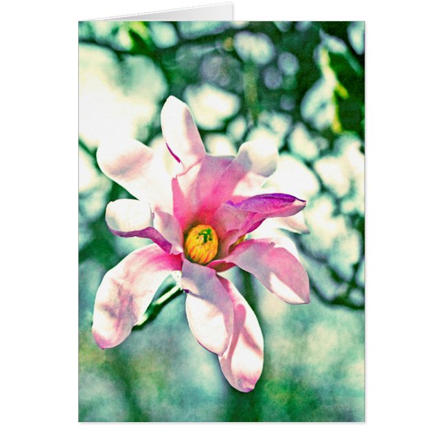 Tiffany Magnolia (Devant)