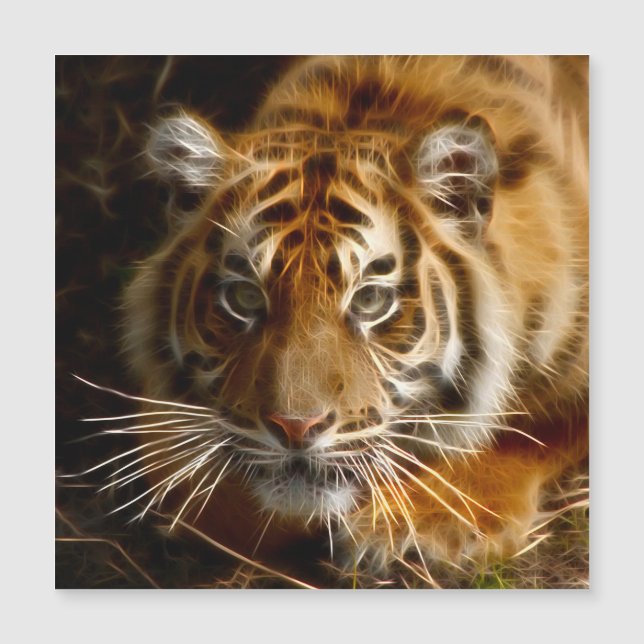 Tiger20151206 (Devant)