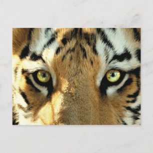 Tiger 1 - Carte postale