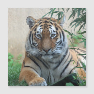 Tiger_20171103_by_JAMFoto