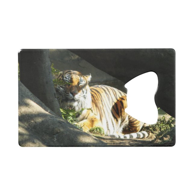 Tiger Catnap (Devant (Horizontal))