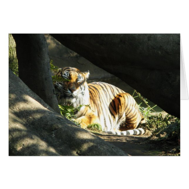 Tiger Catnap (Devant horizontal)