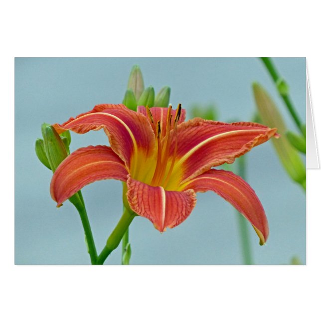 Tiger Daylily (Devant horizontal)