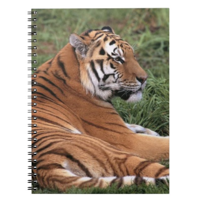 TIger Détendre sur le Carnet d'herbe (Devant)