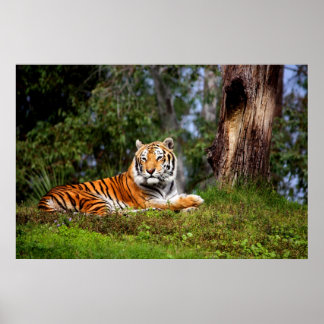 Tiger Extraordinaire en toile Imprimer ou poster