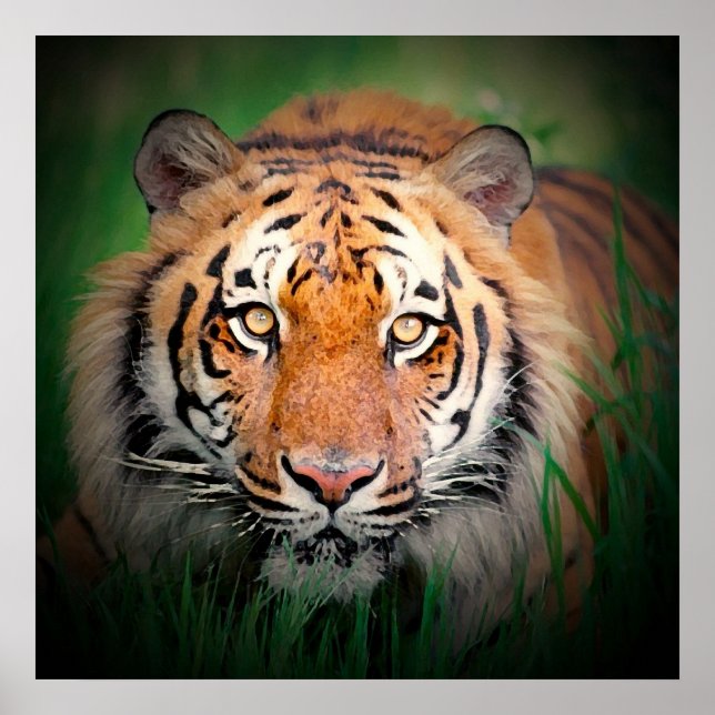 Tiger Eyes Art Print Poster (Devant)