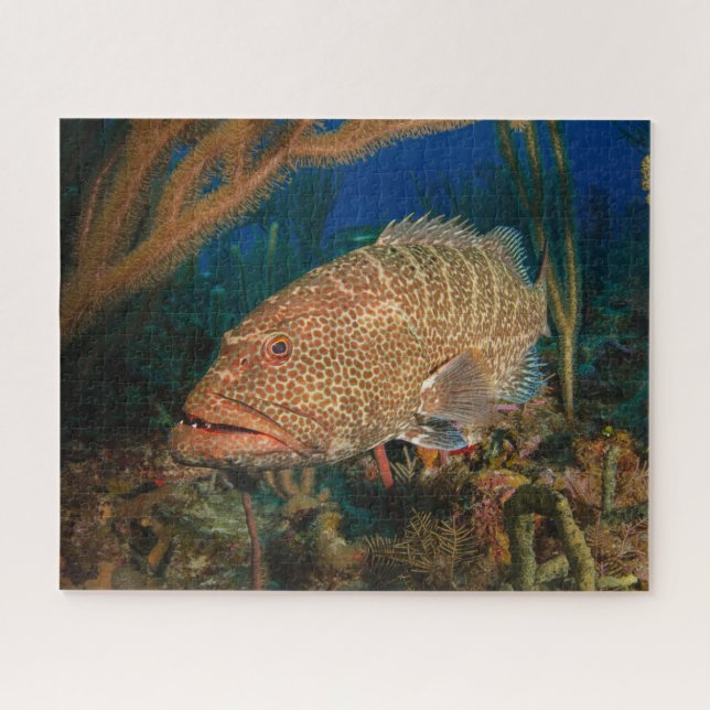 Tiger Grouper Puzzle sous-marin (Horizontal)