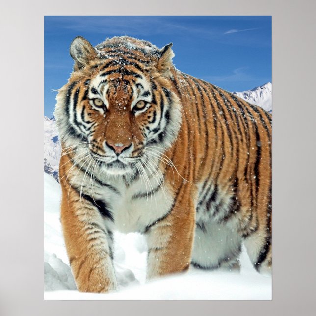 Tiger hiver Nature Photo Monts des neiges Poster (Devant)