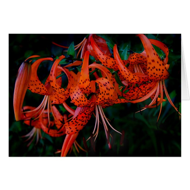 Tiger Lilly (Devant horizontal)