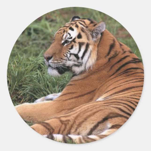 Tiger Lounge dans Stickers Grass (Devant)