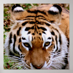 Tiger Markings  Poster Print