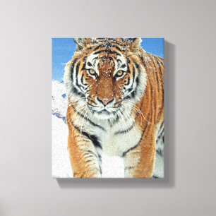 Tiger Montagnes de neige hiver Nature Photo Toile