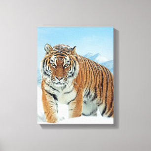 Tiger Montagnes de neige hiver Nature Photo Toile