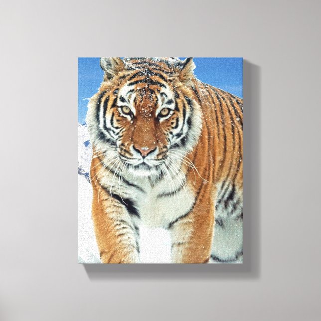 Tiger Montagnes de neige hiver Nature Photo Toile (Recto)