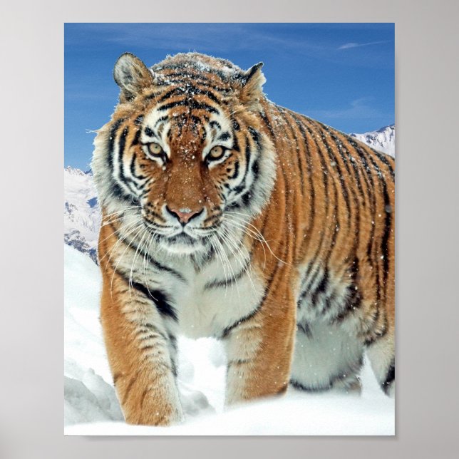 Tiger Montagnes de Neige hiver Nature Poster (Devant)