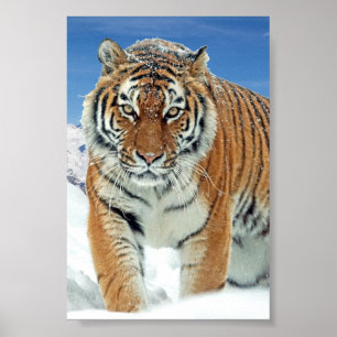 Tiger Montagnes de Neige hiver Photo Nature Poster