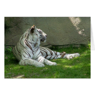 Tiger n'Grass