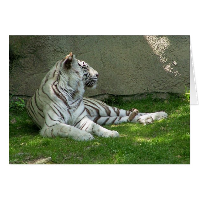 Tiger n'Grass (Devant Horizontal)