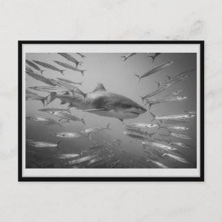 Tiger Shark 001 Carte postale タ Oural ガ équation ー