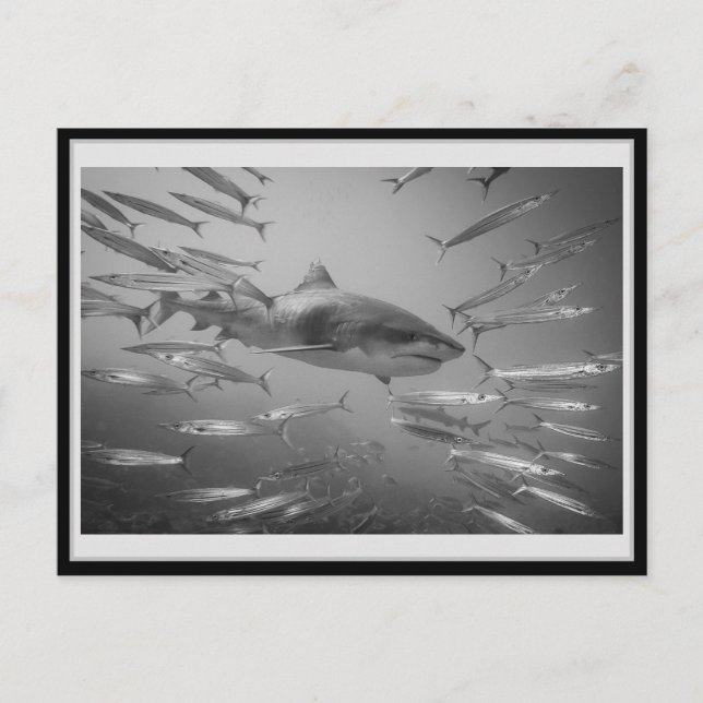 Tiger Shark 001 Carte postale タ Oural ガ équation ー (Devant)