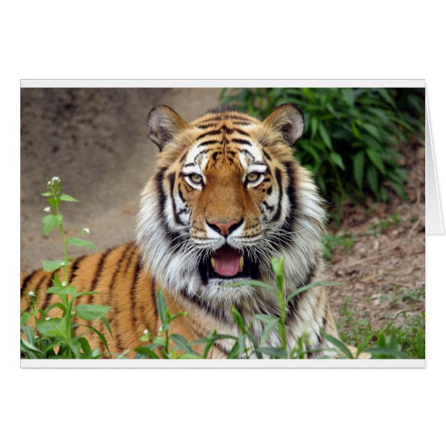 Tiger Smile (Devant horizontal)