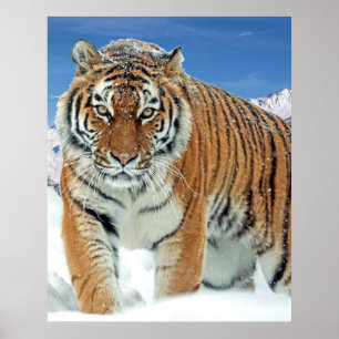 Tiger Snow Mountains Nature Poster photo hiver