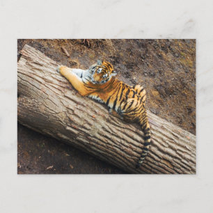 Tiger sur une carte postale photo en journal