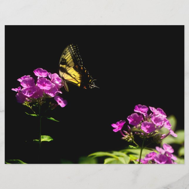 Tiger Swallowtail sur Phlox (Devant)