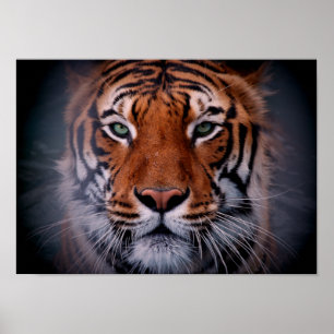 Tiger Visage Eyes Superbe Big Cat Poster A3