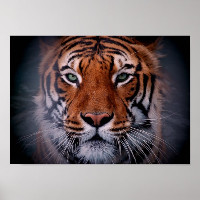 Tiger Visage Eyes Superbe Big Cat Poster A3 (Devant)