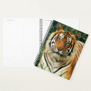 Tigre