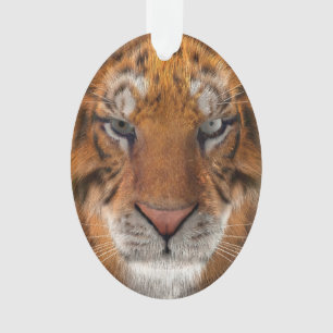 Tigre