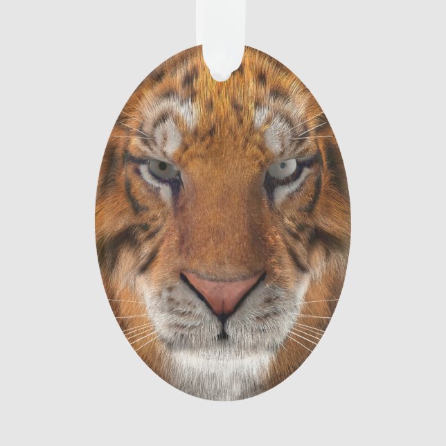 Tigre (devant)